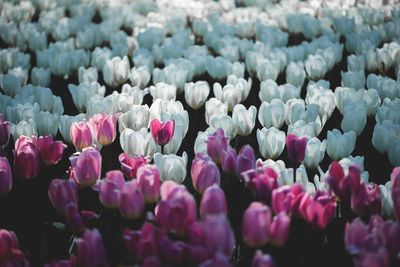 Close-up of pink flowering plants