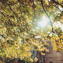 Low angle view of tree