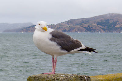 Seagull perching on a sea