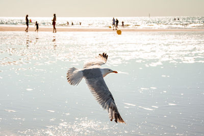 Seagulls flying over sea