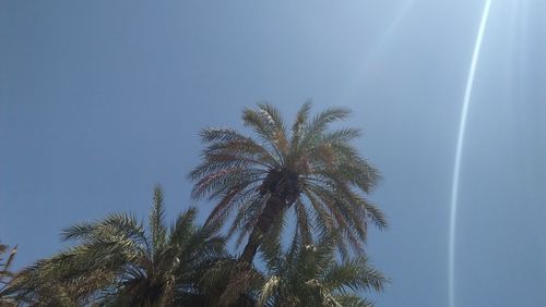 Low angle view of palm tree against clear sky