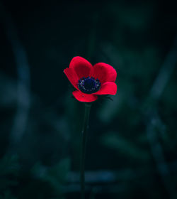 Close-up of red rose flower