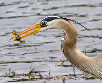 Close-up of a bird