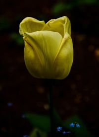 Close-up of yellow rose flower