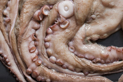 Close up of raw octopus from above.