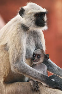 Close-up of langur family at jaigarh fort