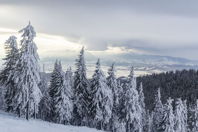 Pine trees on snow covered land against sky