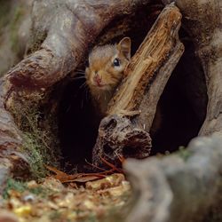 Close-up of squirrel on tree trunk