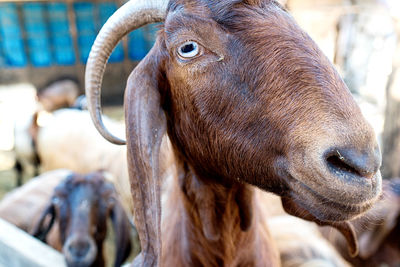 Close-up of a horse in ranch