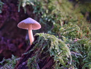 Close-up of mushroom growing in forest