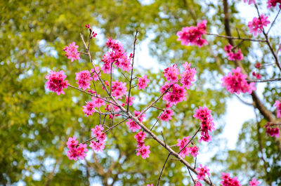 Low angle view of pink flowers blooming on tree