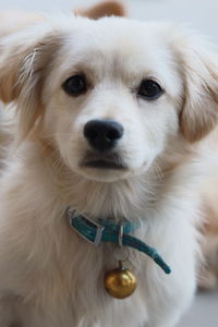 Close-up portrait of dog