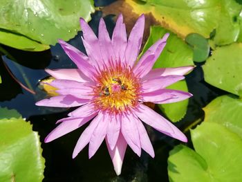 Close-up of purple lotus water lily in pond