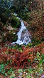 Scenic view of waterfall in forest