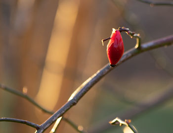 Close-up of red rose