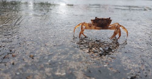 View of crab on beach