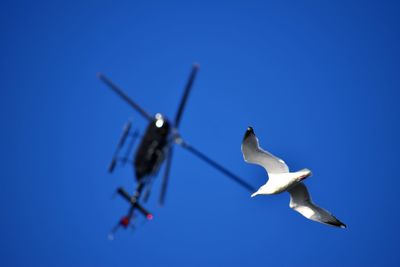 Low angle view of seagulls flying against blue sky