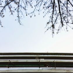 Bare trees against clear sky