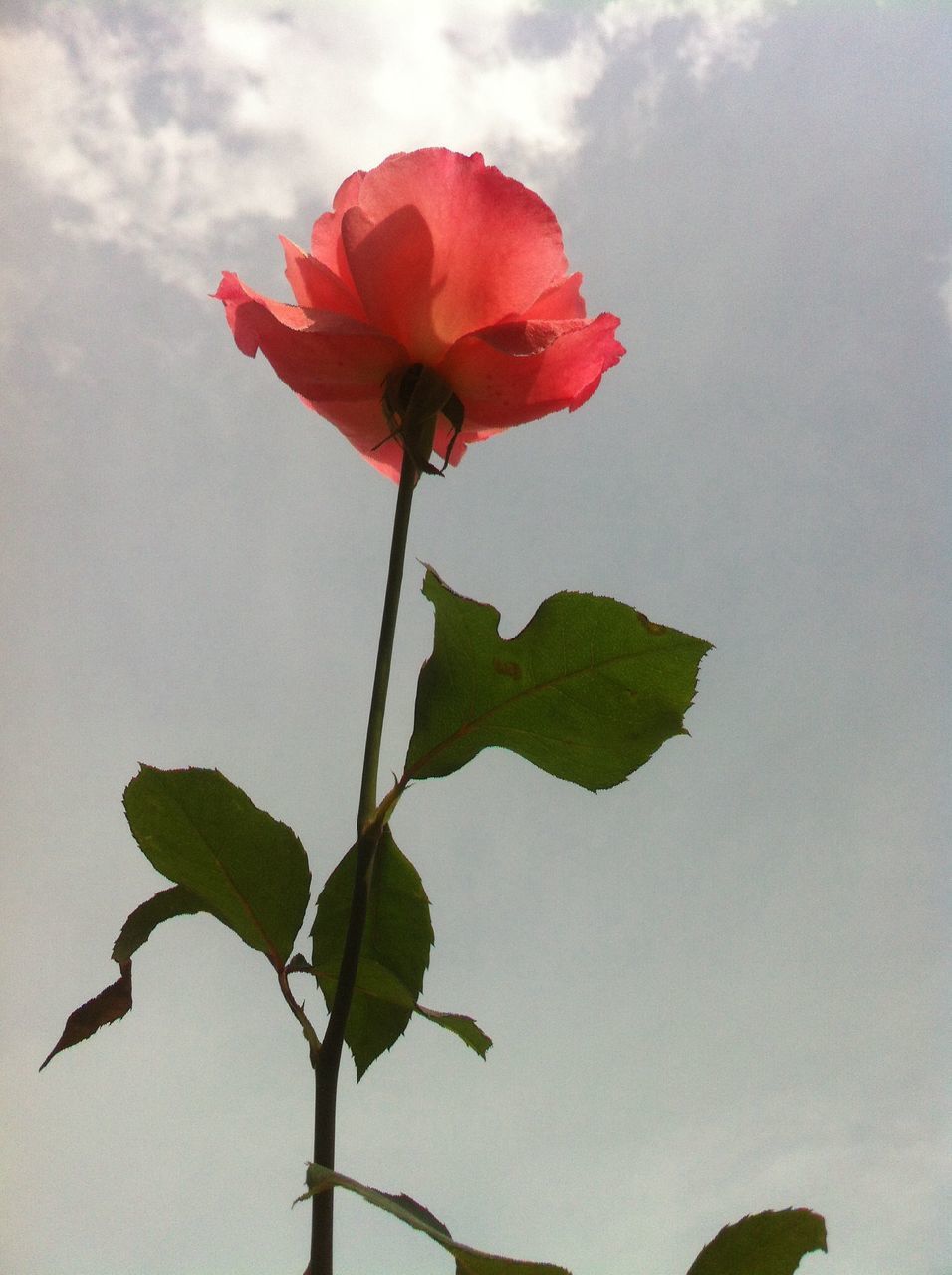 flower, fragility, freshness, petal, leaf, growth, stem, beauty in nature, red, flower head, low angle view, sky, nature, plant, single flower, blooming, close-up, bud, in bloom, botany