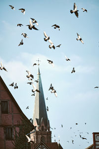 Low angle view of birds flying against sky