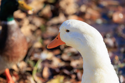 Close-up of a bird