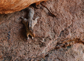 High angle view of chipmunk on rock formation