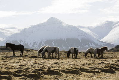 Horses grazing on field