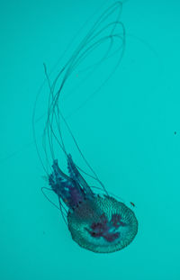 Close-up of turtle in sea