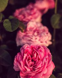 Close-up of pink rose