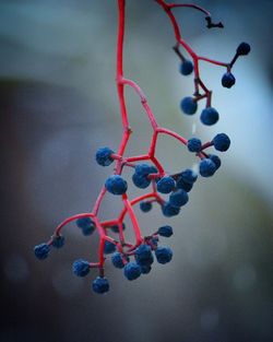 Close-up of decoration hanging on tree