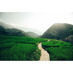 Scenic view of grassy field against sky