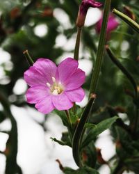 Close-up of pink flowers