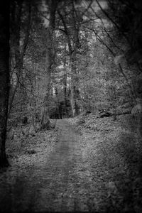 Trees in forest