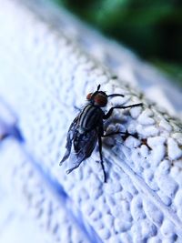 Close-up of fly on wall