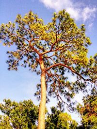 Low angle view of autumn tree against sky