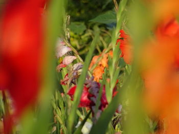 Close-up of caterpillar on plant