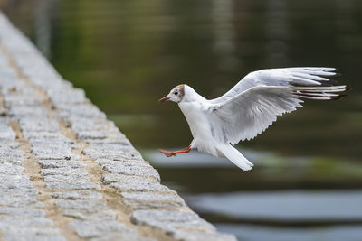 Seagull flying