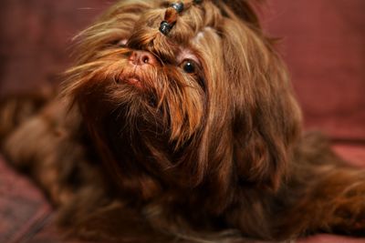 Close-up portrait of a dog