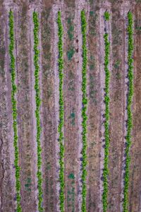 Full frame shot of plants growing on field