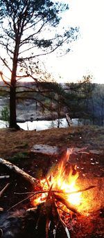 Close-up of bonfire in field