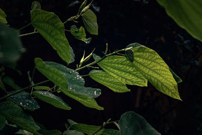 High angle view of leaves on plant