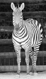 Close-up of zebra standing outdoors