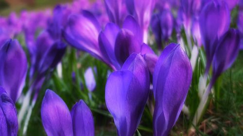 Close-up of purple crocus blooming outdoors