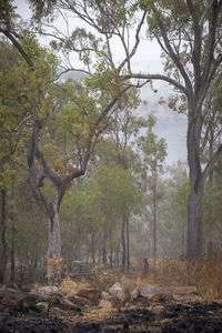 Trees on field in forest