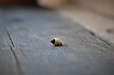 Close-up of acorn on wood