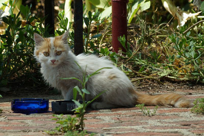 Portrait of cat sitting on floor