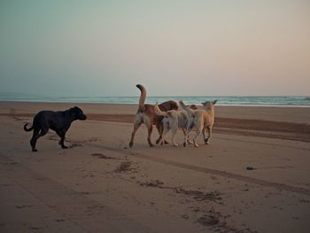 Horses on the beach