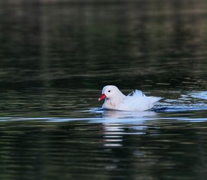 Duck swimming in a lake