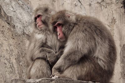 Monkey looking away
