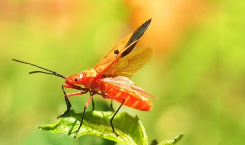 Close-up of insect on plant